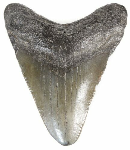Juvenile Megalodon Tooth - South Carolina #44565